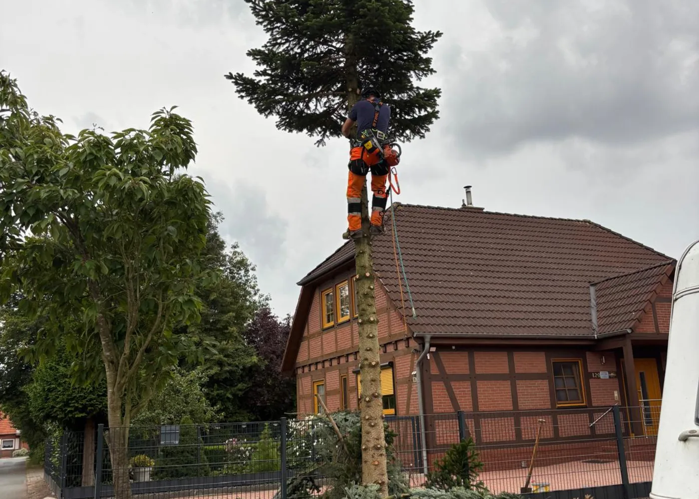 Astwerk Mitarbeiter bei einer kontrollierten Baumfällung